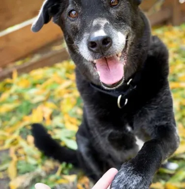 Smiling senior dog Black dog with paw