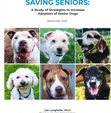 Saving Seniors Findings Cover of Executive Summary