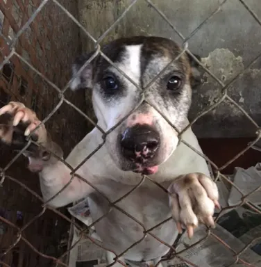 Stacey Stacey in her kennel