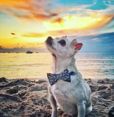 Small white dog wearing blue bowtie sitting on beach at sunset.