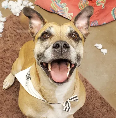 pit bull mix making eye contact