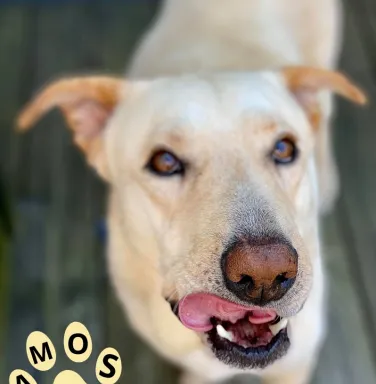 Yellow lab Amos licking his lips Yellow lab Amos licking his lips
