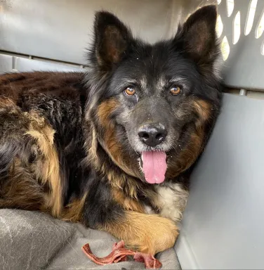 Shepherd Collie mix Andi Shepherd Collie mix Andi