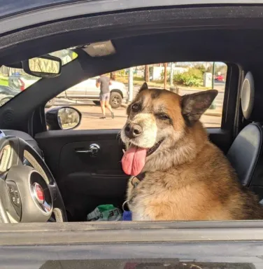 Shepherd mix Angie in the car Shepherd mix Angie in the car