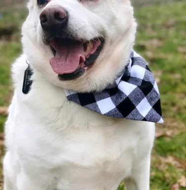 White lab mix Anna White lab mix Anna