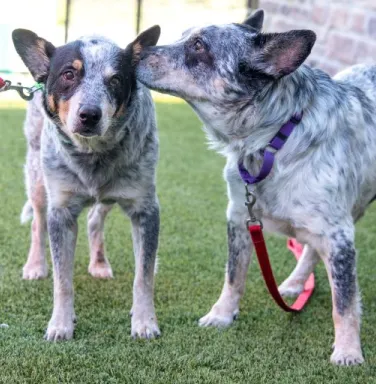 2 cattle dogs