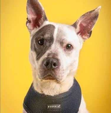AC the pit bull terrier white pit bull terrier with yellow background