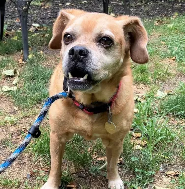 Bailey the tan puggle tan puggle