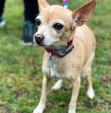 Bambi the tan chihuahua tan deer-headed chihuahua