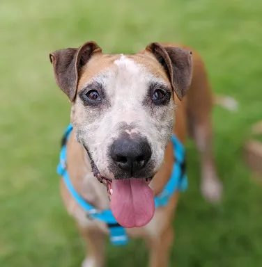 Mixed breed dog Baylord Mixed breed dog Baylord