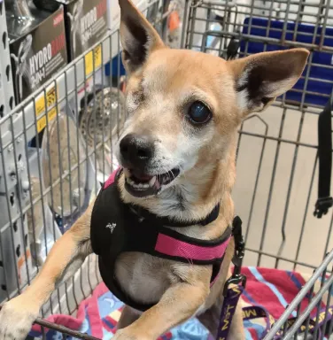 Becky in a shopping cart dog with one eye in shopping cart