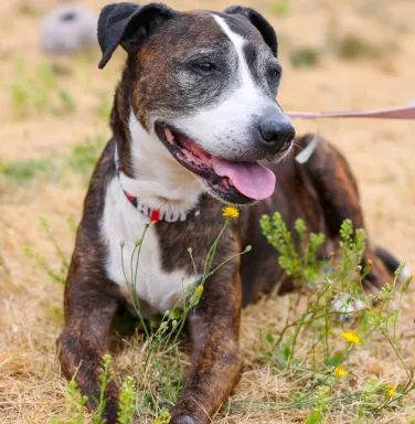 Bernice the mixed breed lady mixed breed female dog