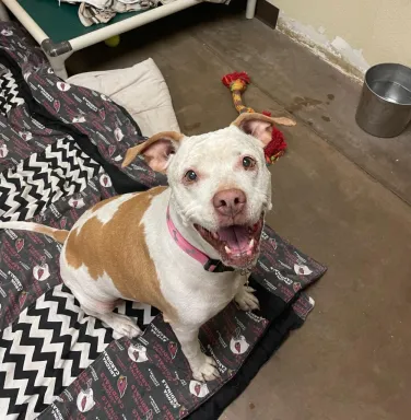 Bettsy the pit bull mix pit bull mix