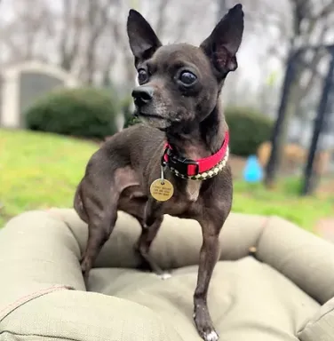 Bonnie the tripod black chihuahua with three legs