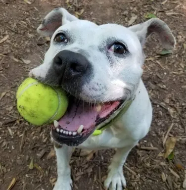 White bulldog mix Brandy