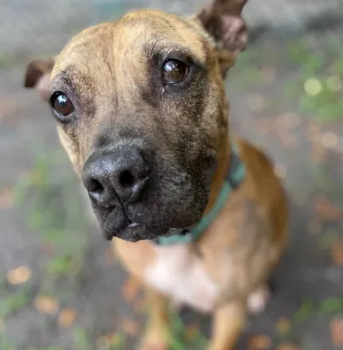 mixed breed brown dog