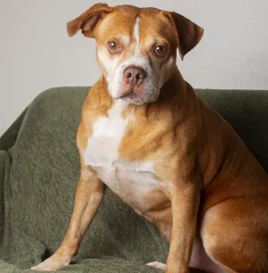 Buster sitting in natural light brown dog sitting in natural light