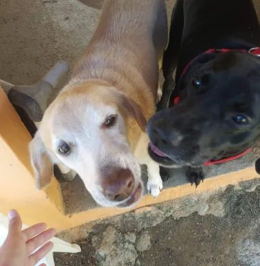 Carlos and buddy black lab and yellow lab