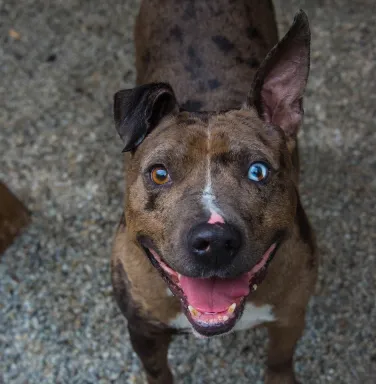 Catahoula Leopard mix Carmelo Catahoula Leopard mix Carmelo