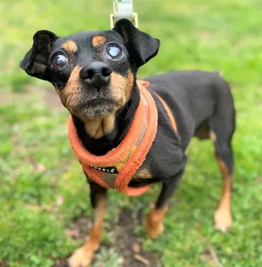 Chelsea the min pin mix female min pin mix