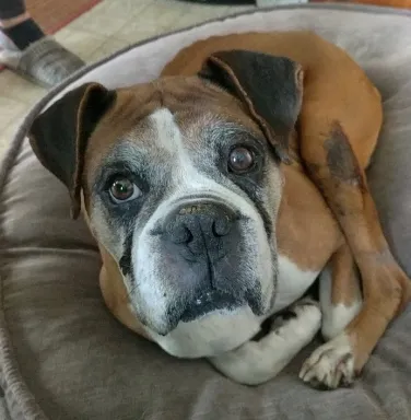 Boxer dog with a grey face Boxer dog with a grey face