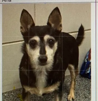 brown and white chihuahua mix