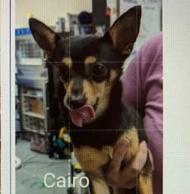 brown and black dog