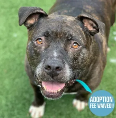 Choco the pit bull smiling brindle pit bull smiling
