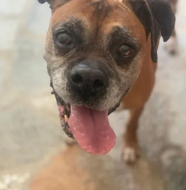 Chrissy the Boxer Chrissy the Boxer