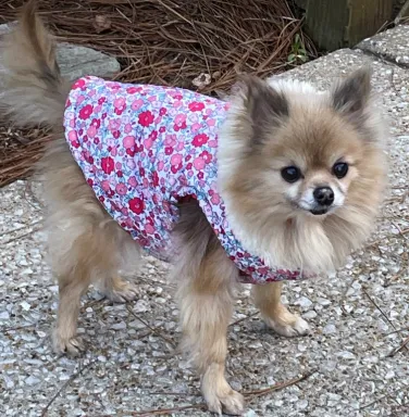 Chrissy in a floral top fluffy pomeranian wearing floral top