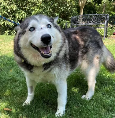 Crystal the husky husky dog