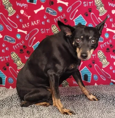Miniature Pinscher Claire Miniature Pinscher Claire