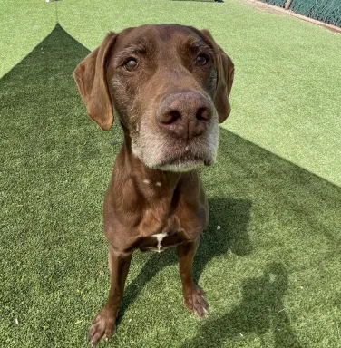 Coco with a grey snoot grey snooted brown dog