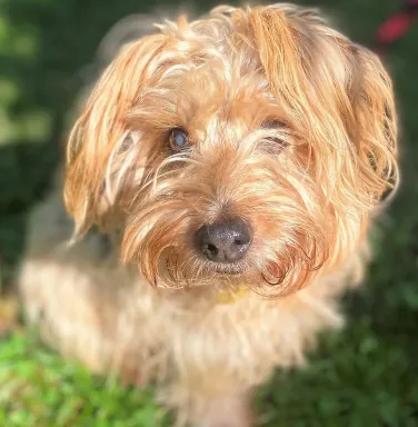 Diamond the Yorkie yorkie