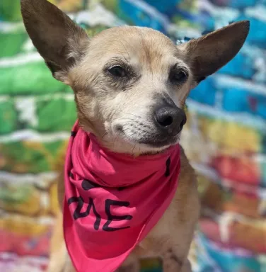 Dixie with 'adopt me' bandana beige dog with wide ears