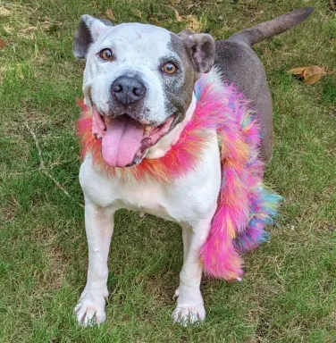 Dixie wearing a feather boa pit bull with feather boa