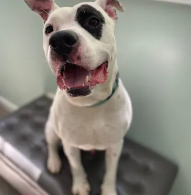 Ebbie smiling black and white pit bull smiling