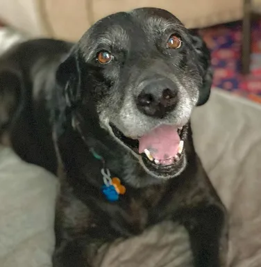 Ellie smiling smiling black lab