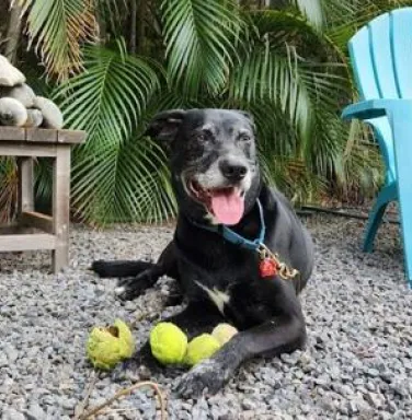 Ernest the lab mix black dog