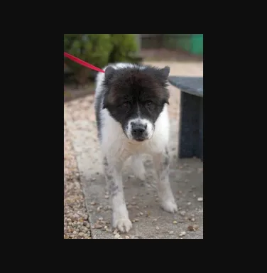 Black and white Akita mix Fabio Black and white Akita mix Fabio