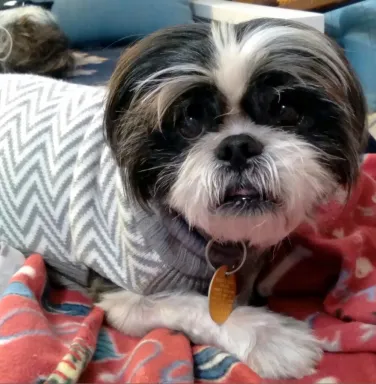 Fancy the shih tzu shih tzu