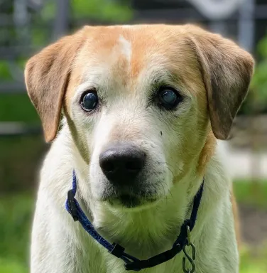 Felix the brown and white beagle brown and white beagle