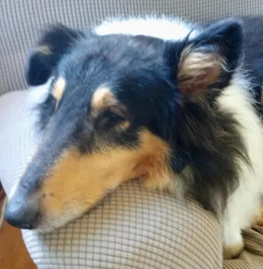 Fievel the Collie Fievel the Collie