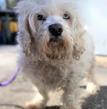 Fluffball the white poodle mix white poodle mix