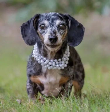 Freckles with a pearl necklace speckled dachshund with pearl necklace