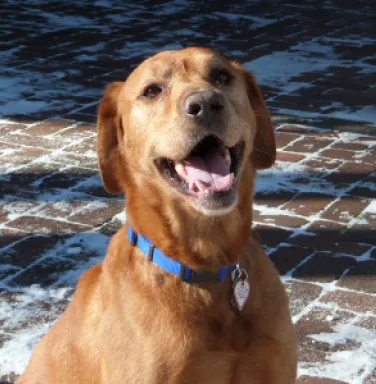 Close up of fox red Labrador Retriever Gabe Close up of fox red Labrador Retriever Gabe
