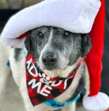 Gibson in Santa hat Gibson in Santa hat