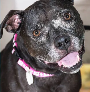 Close up of black pit bull mix Close up of black pit bull mix