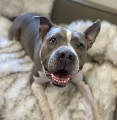 Hagrid the grey and white pit bull Hagrid the grey and white pit bull