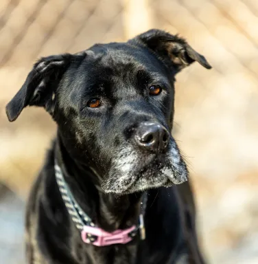 Black lab mix with grey muzzle Black lab mix with grey muzzle